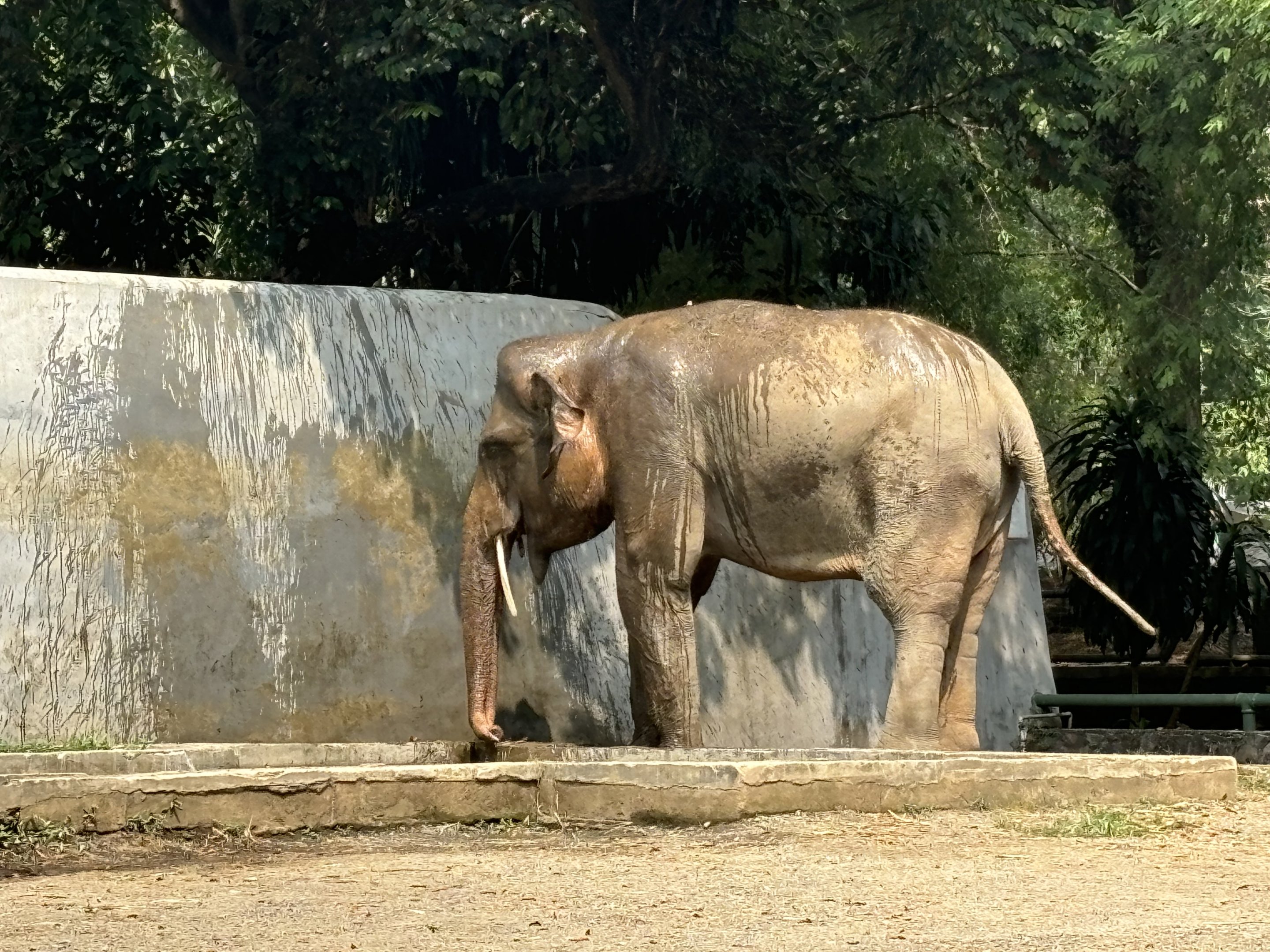 Asian Elephant