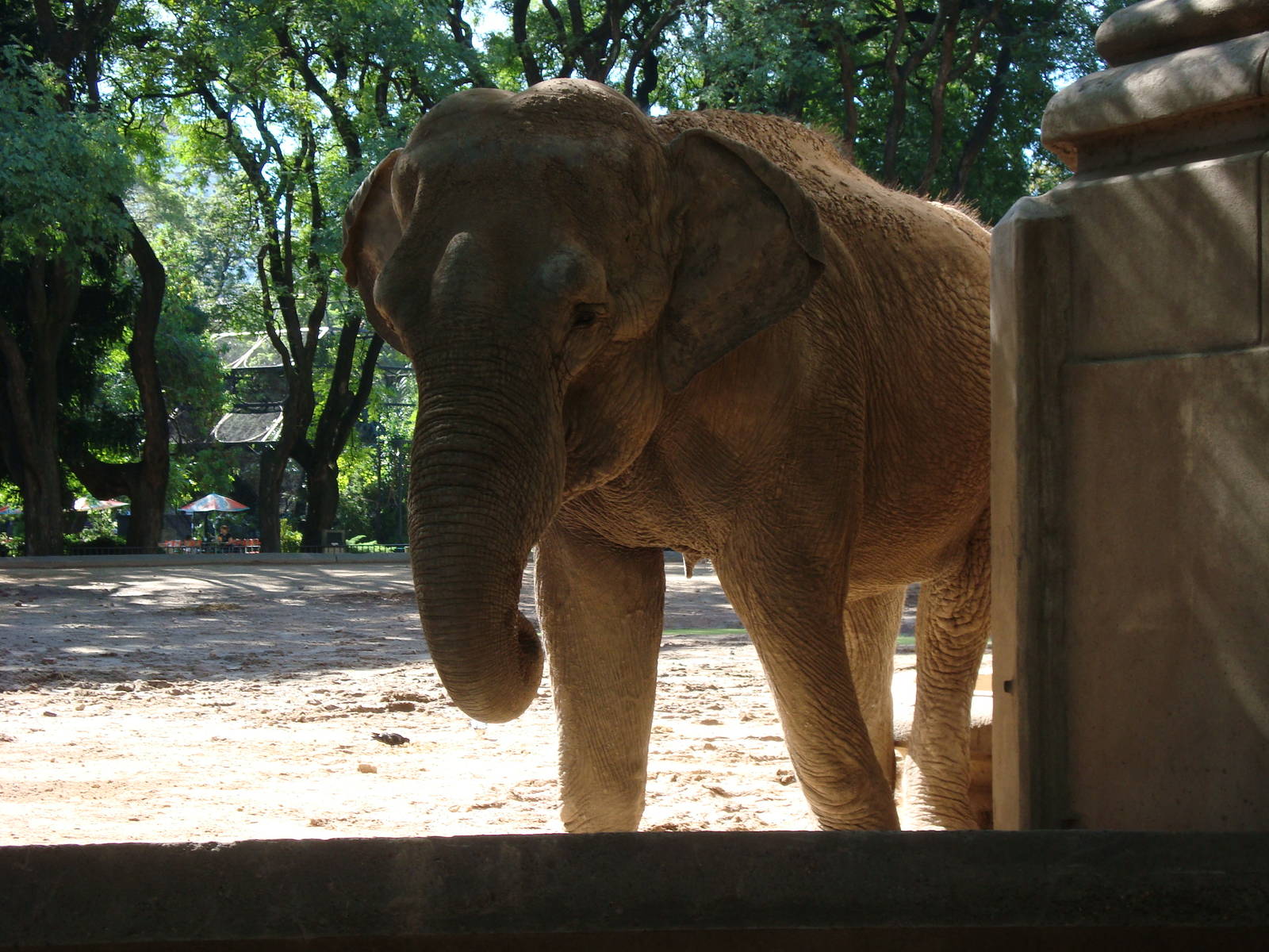 Asian Elephant