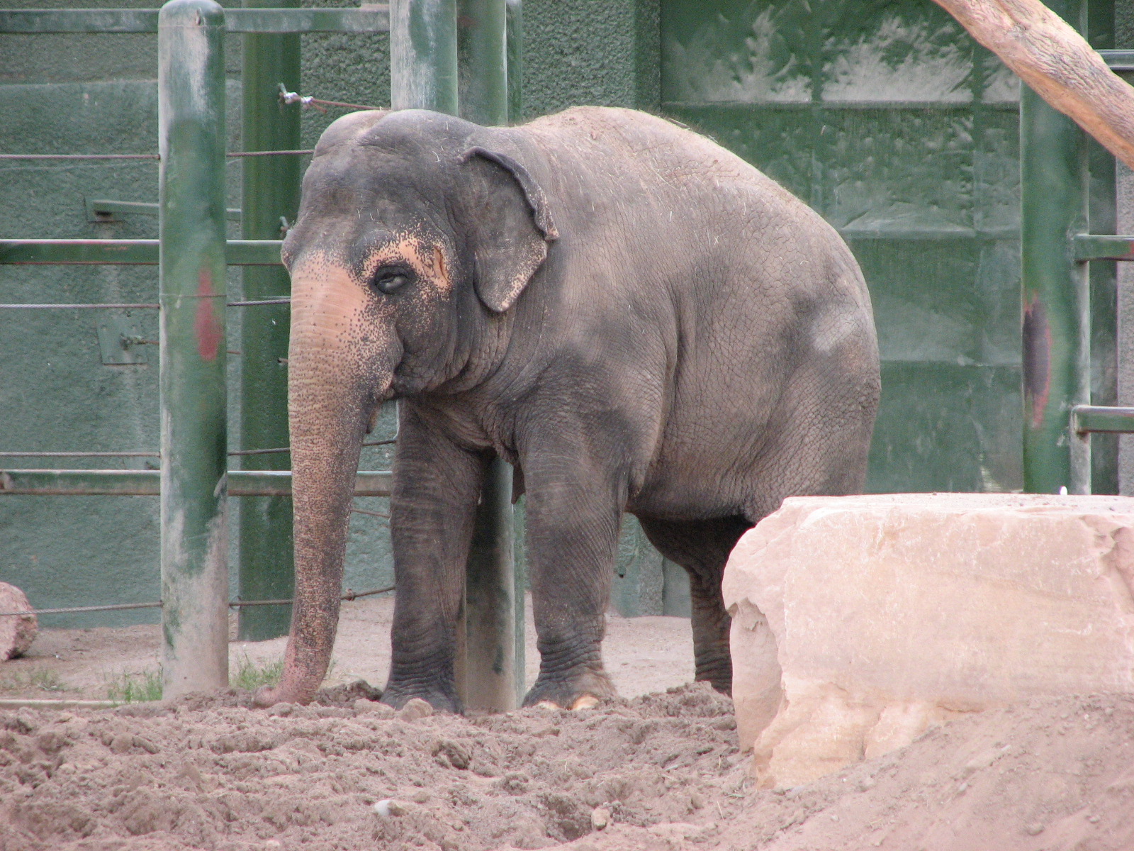 Asian Elephant