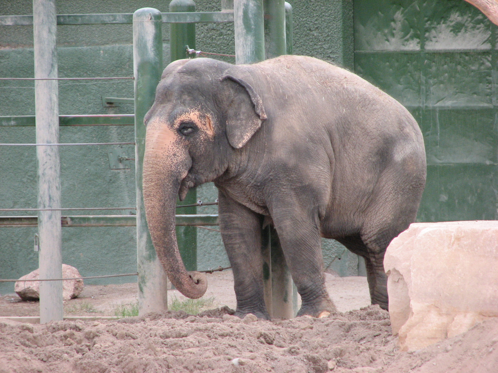 Asian Elephant