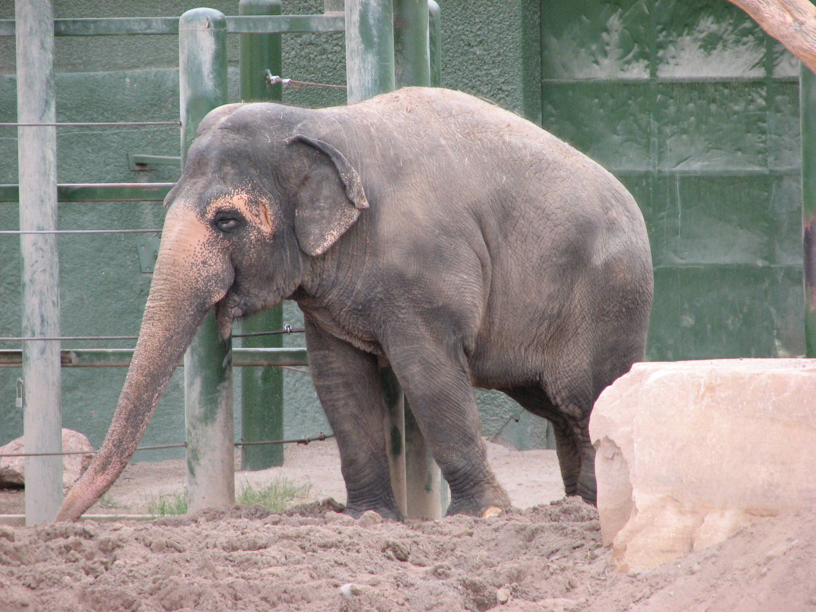 Asian Elephant