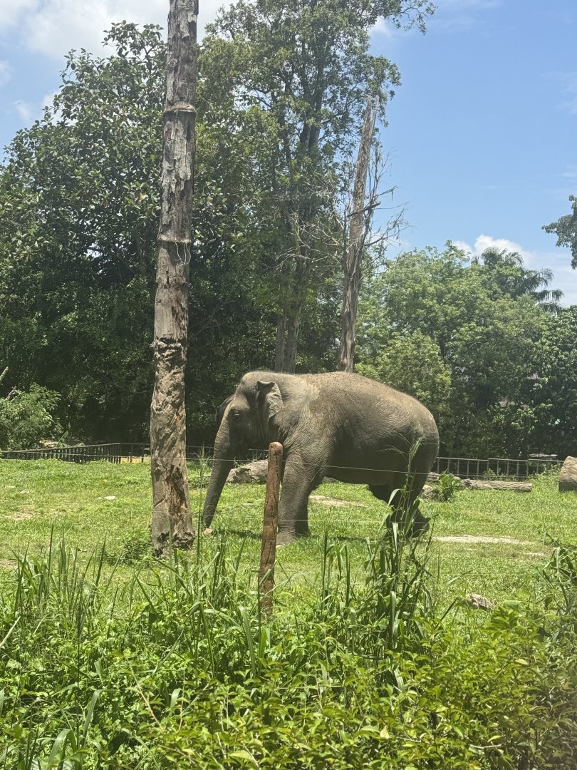 Asian Elephant