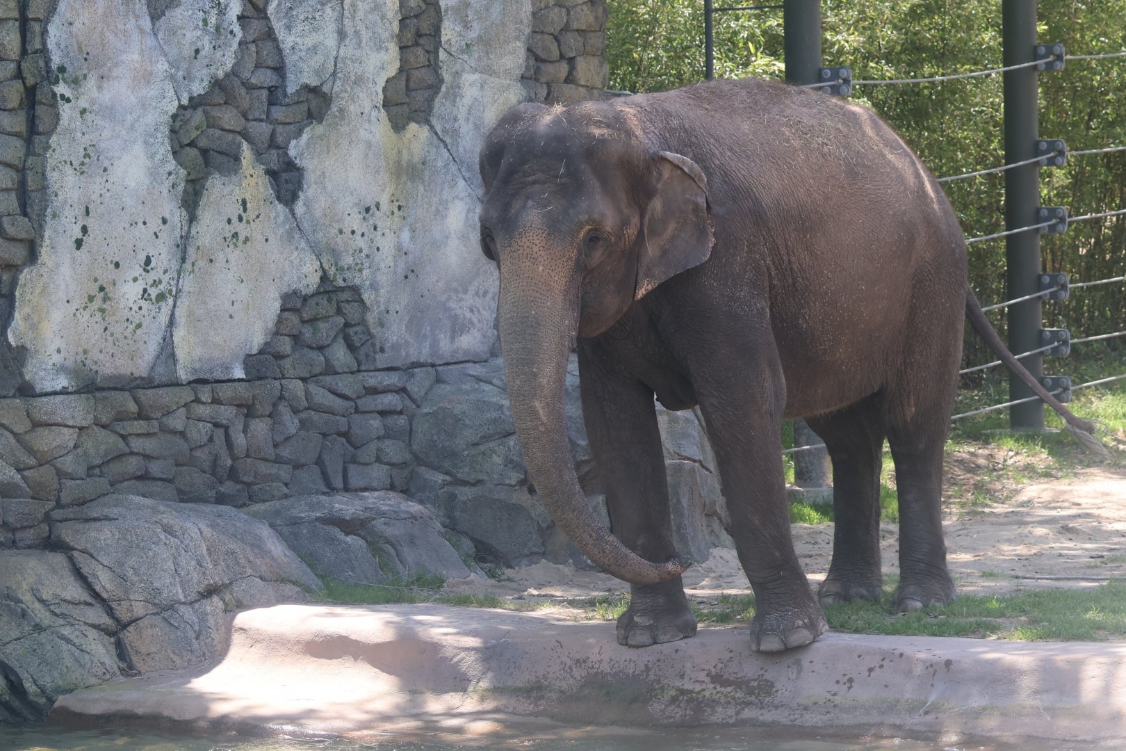 Asian Elephant