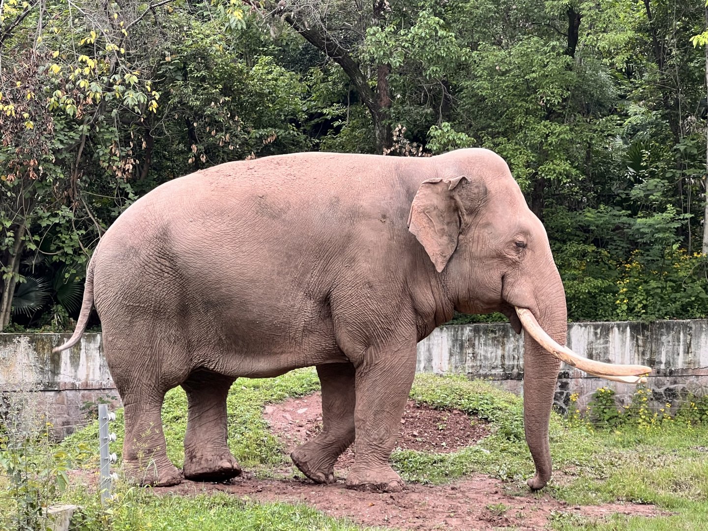 Asian Elephant