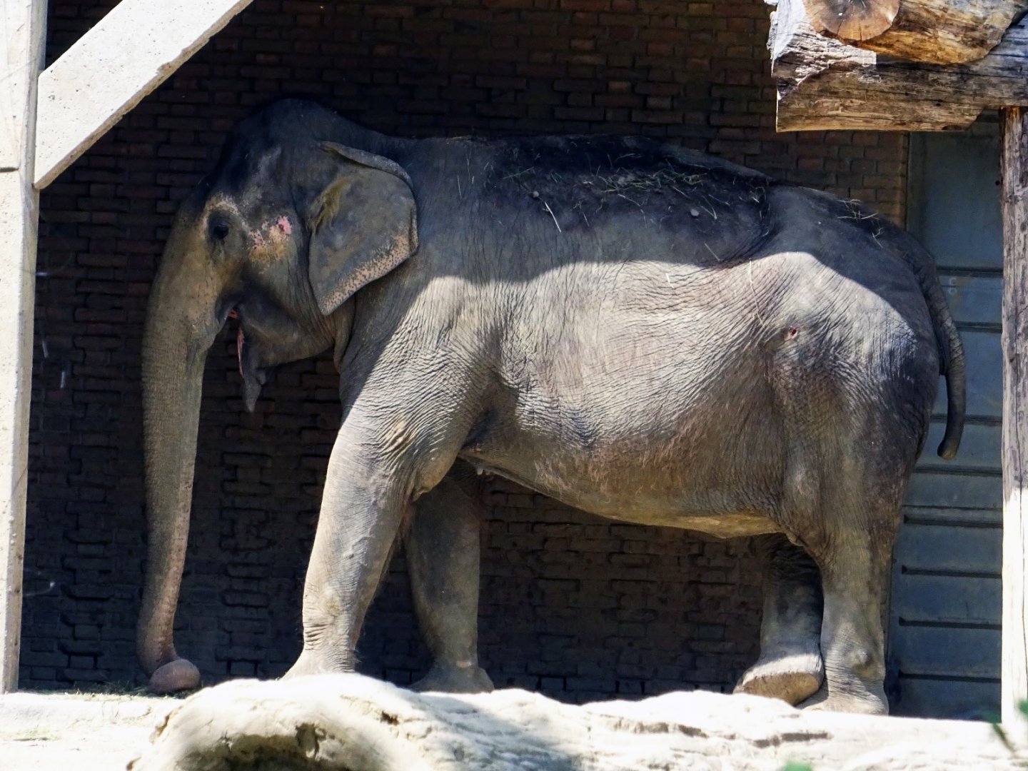 Asian Elephant