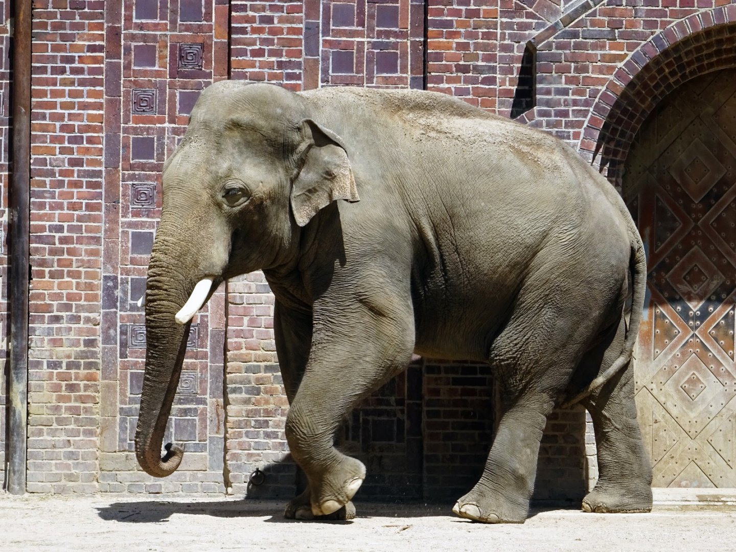Asian Elephant