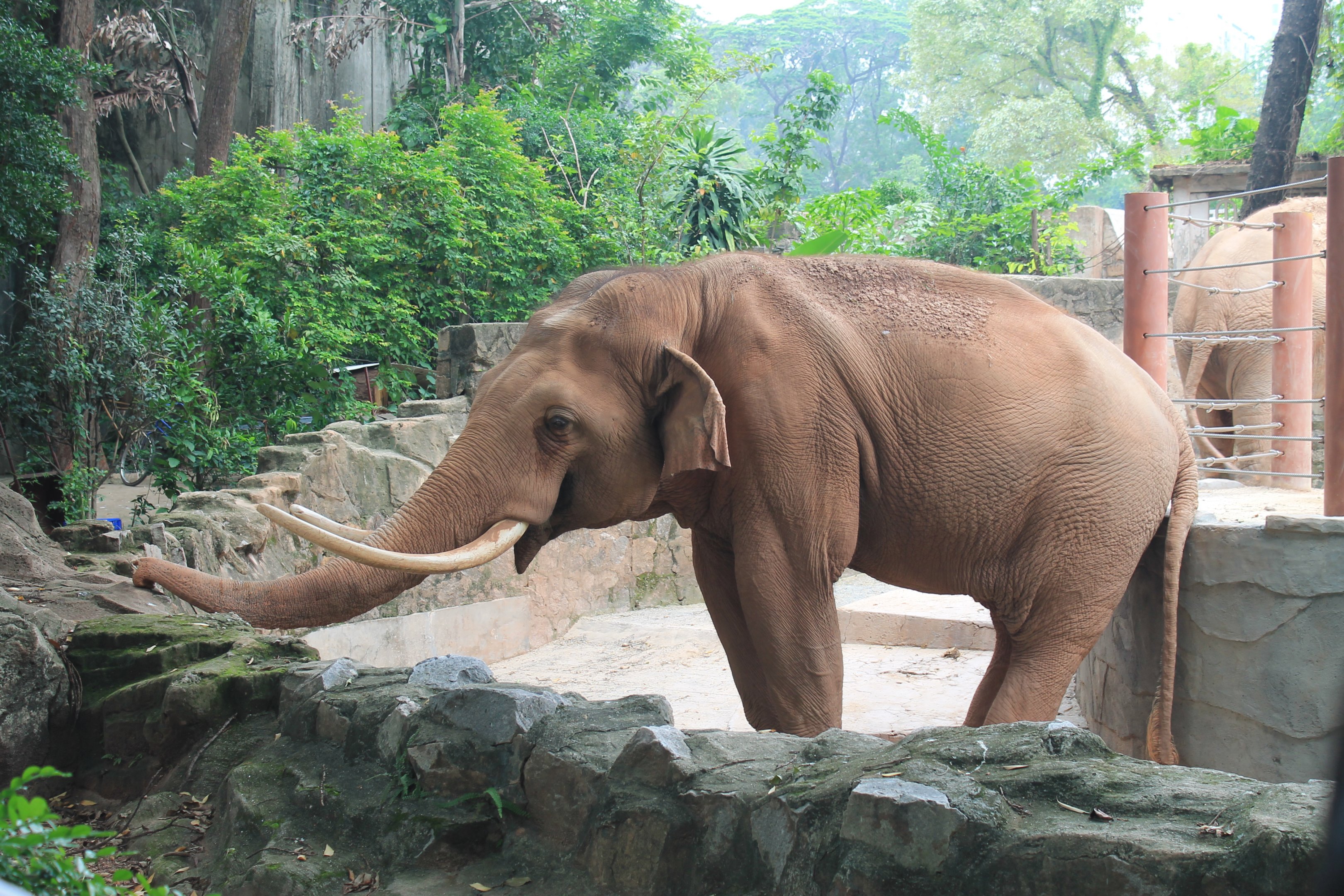 Asian Elephant