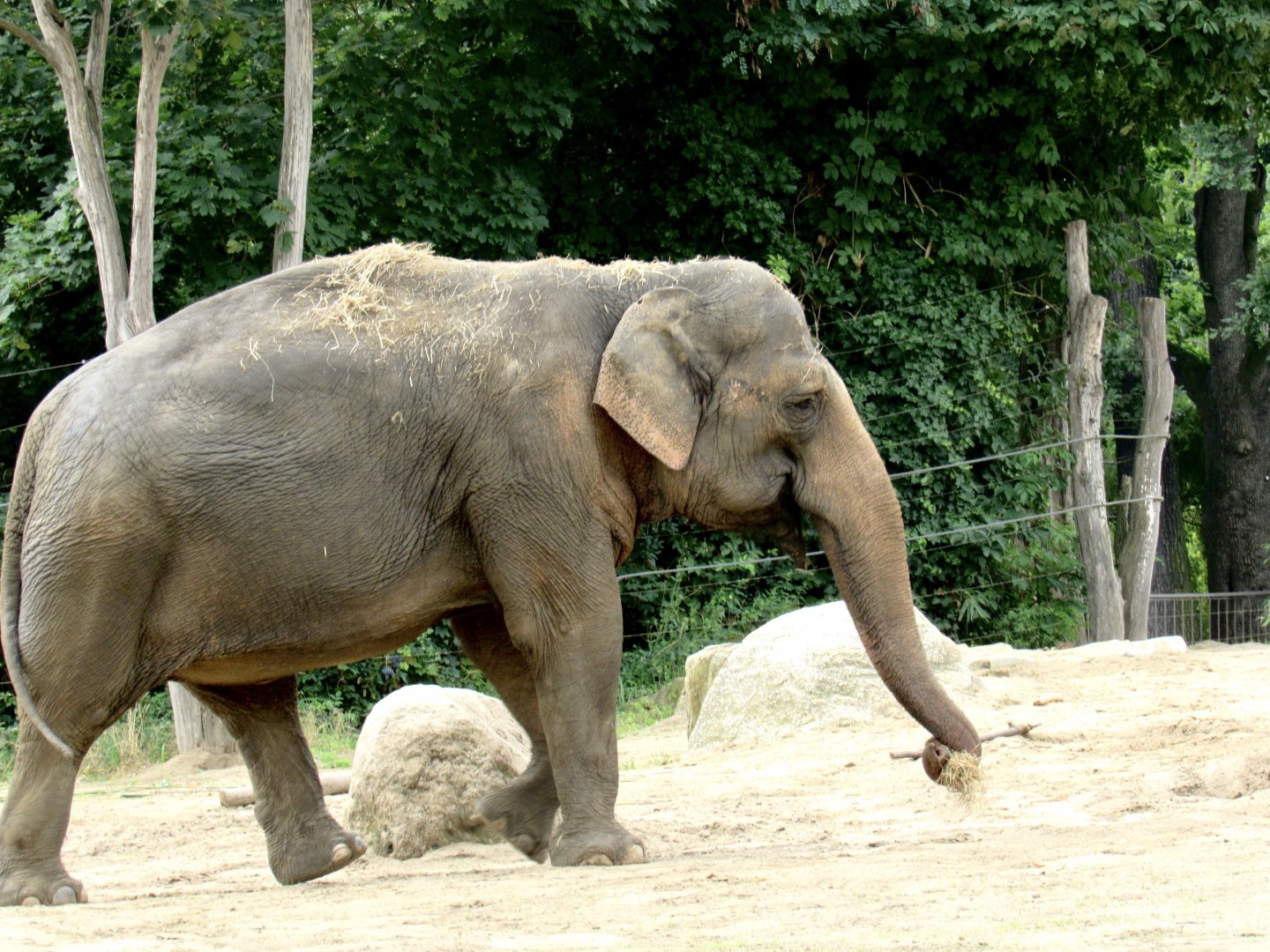Asian elephant
