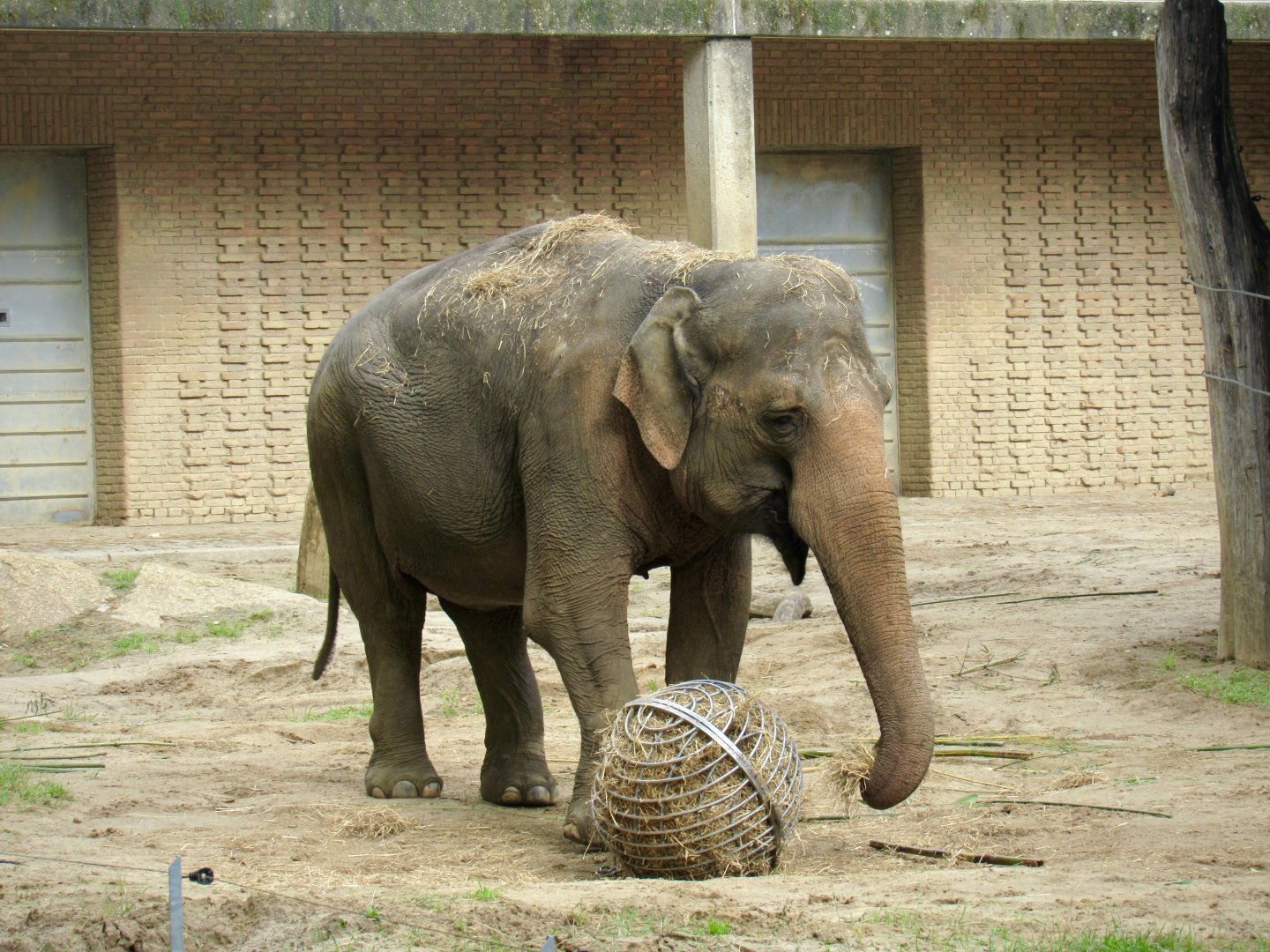 Asian elephant