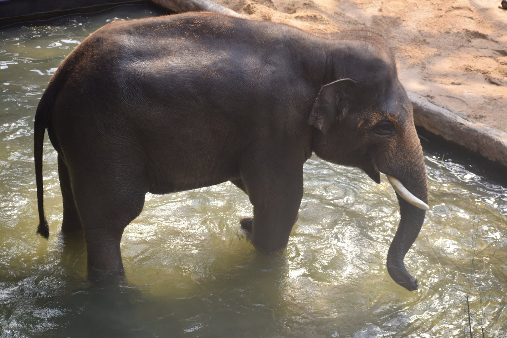 Asian elephant