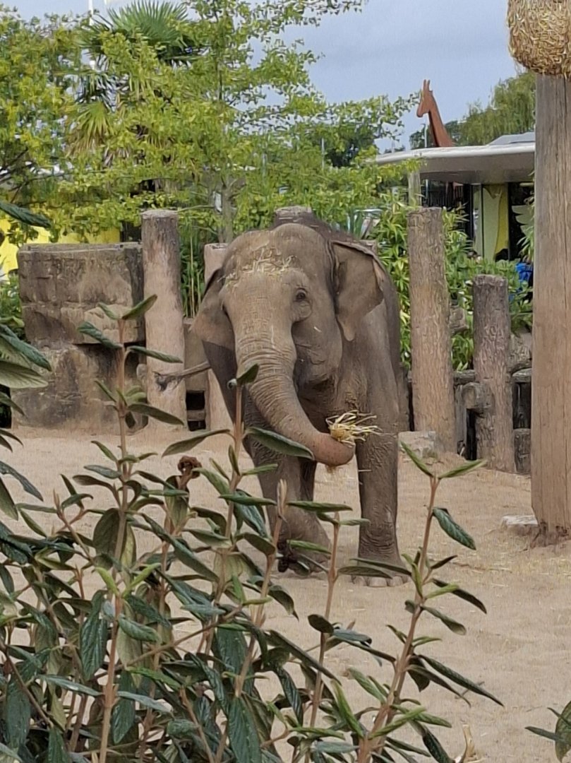Asian Elephant