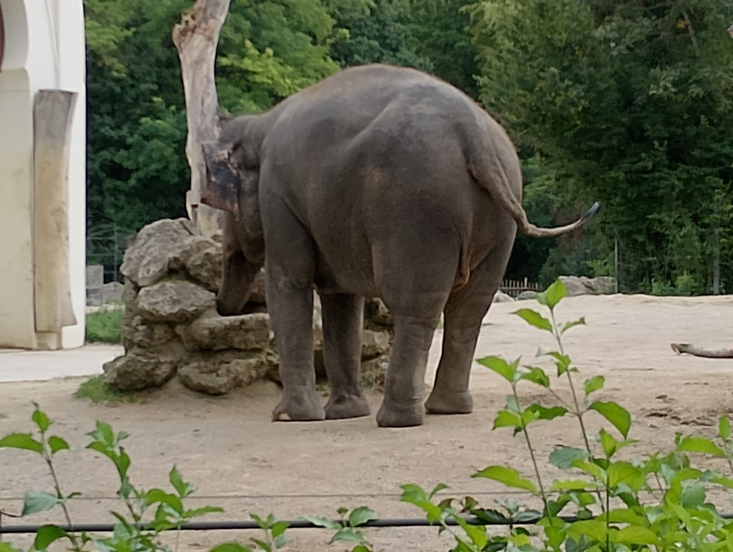 Asian elephant