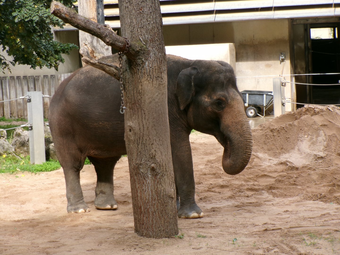 Asian elephant