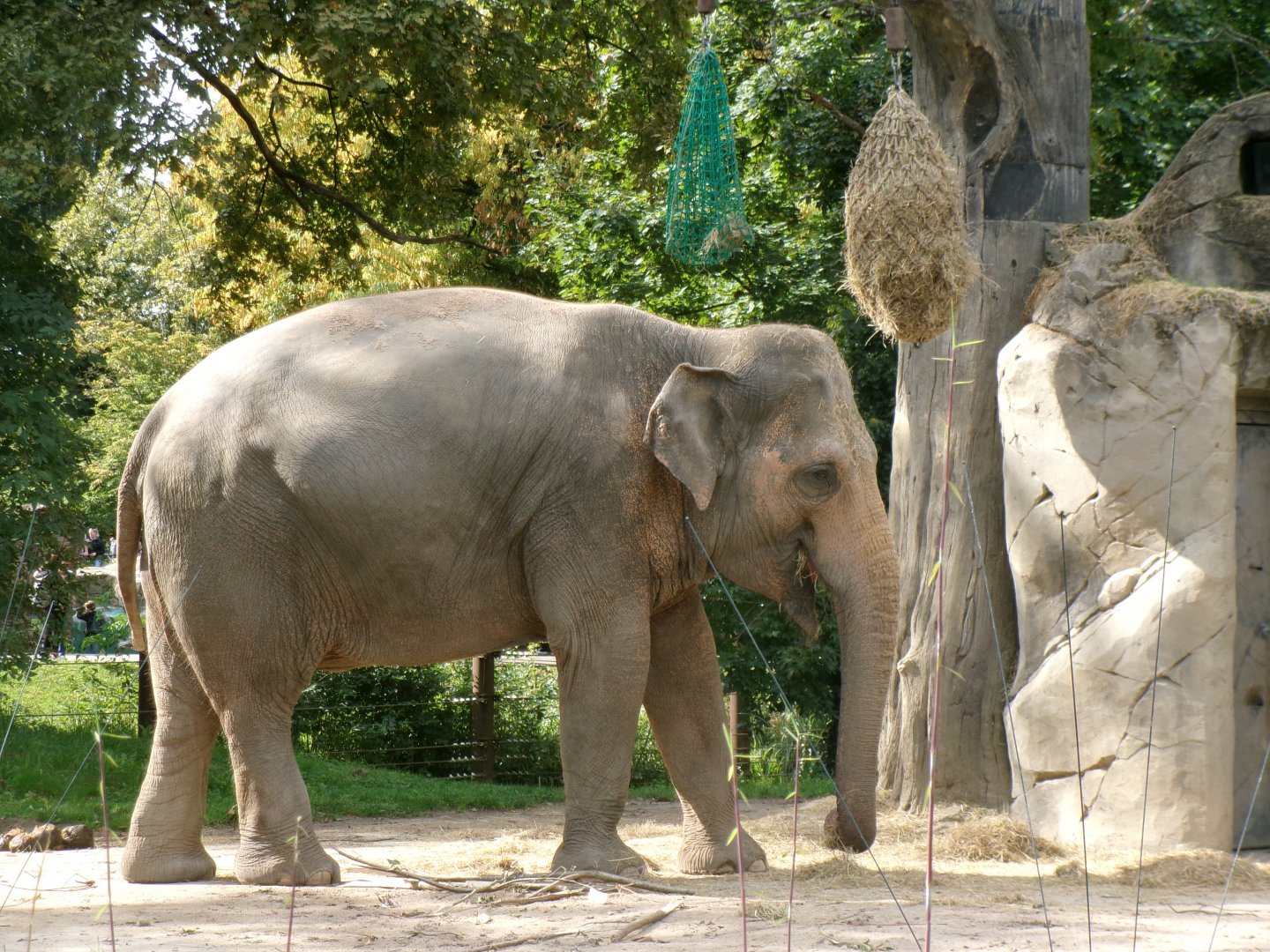 Asian elephant