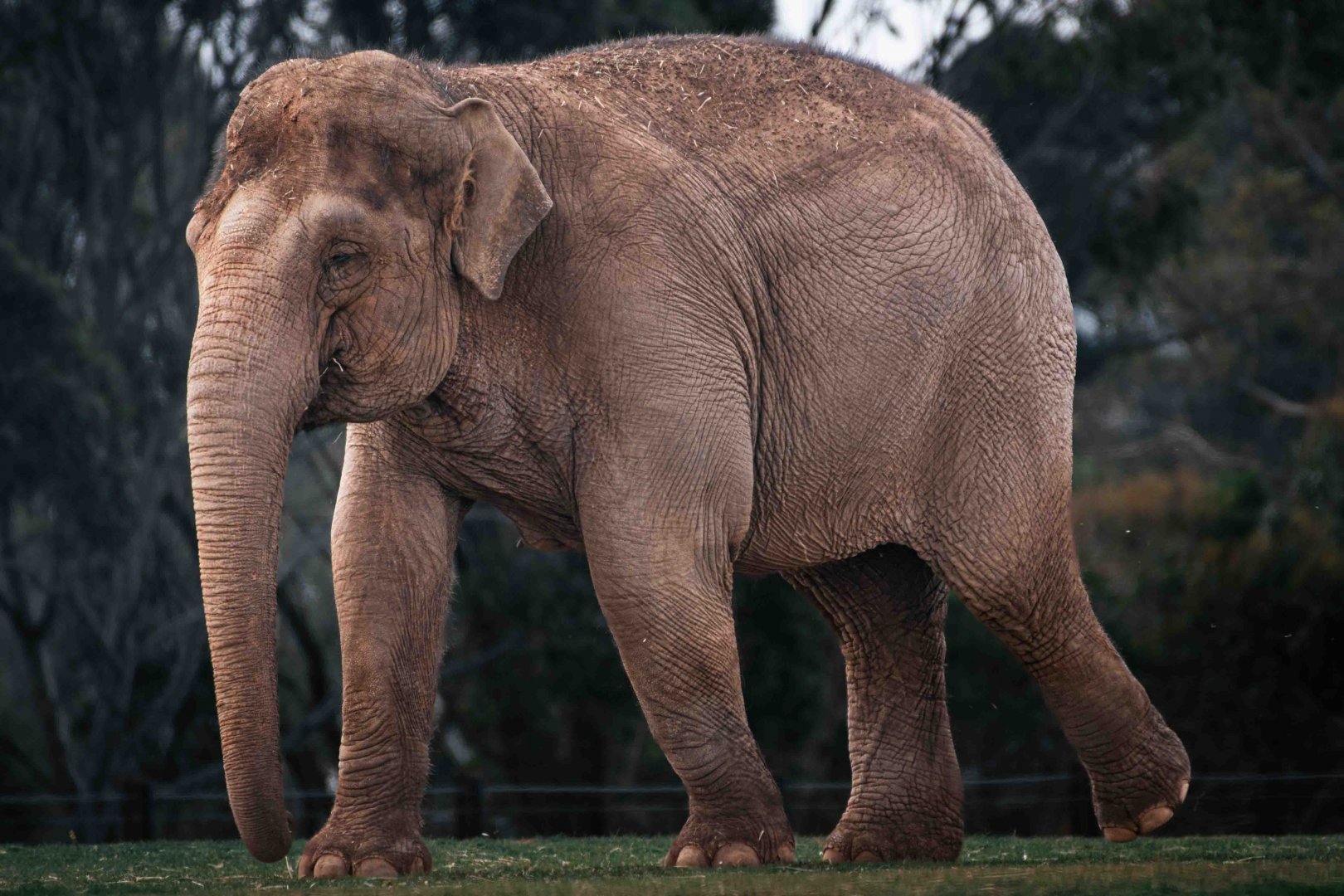 Asian Elephant