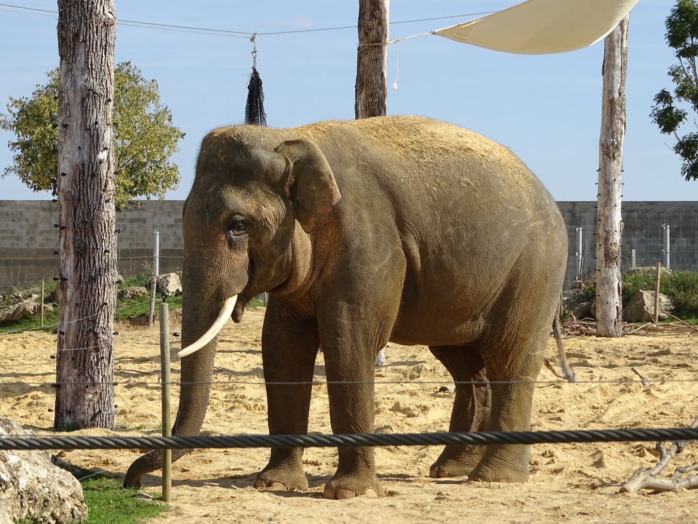 Asian elephant
