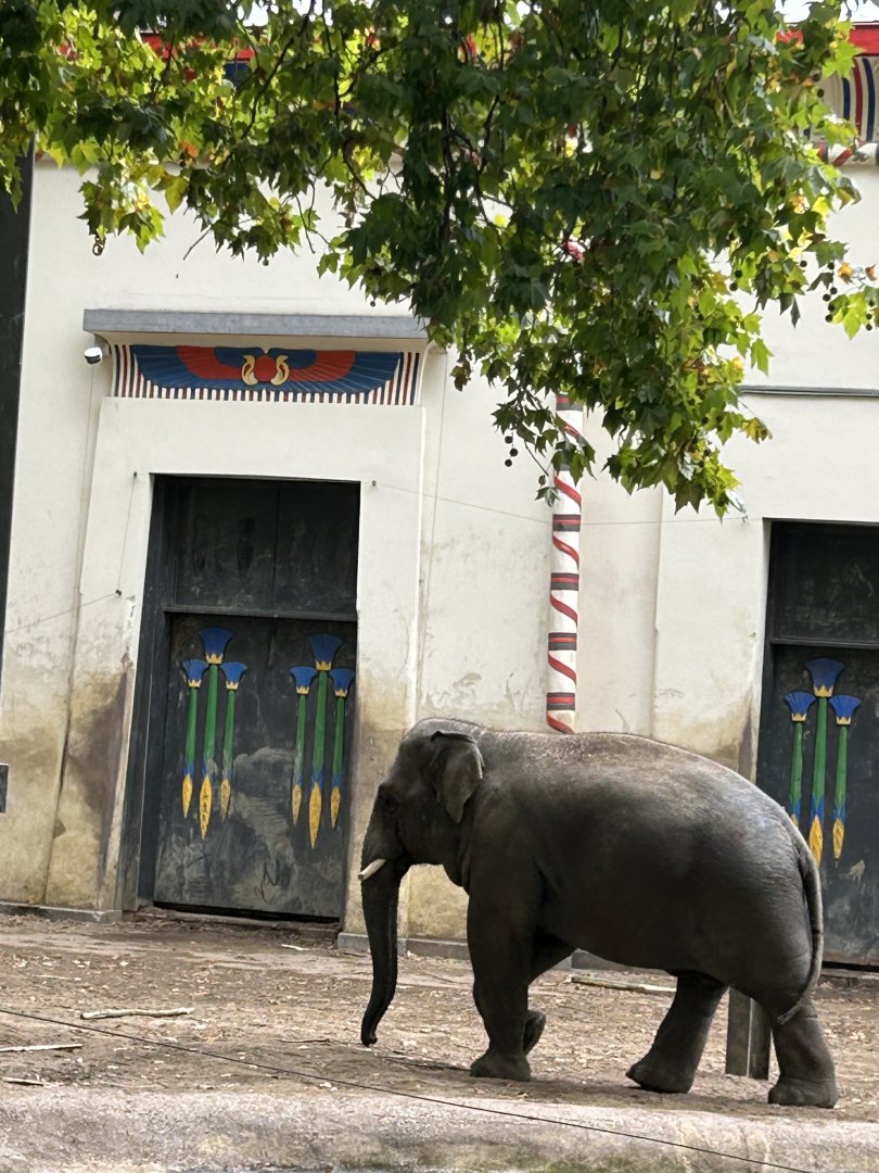 Asian elephant