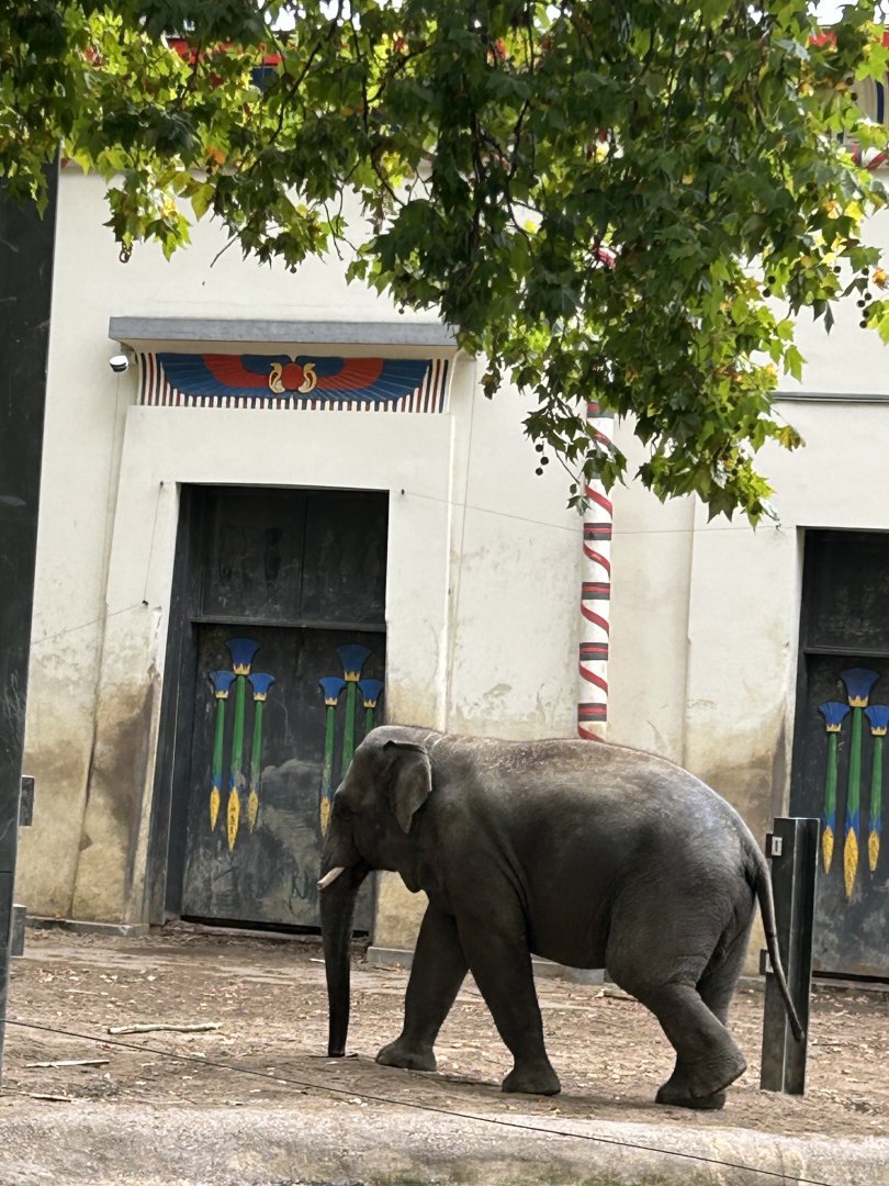 Asian elephant