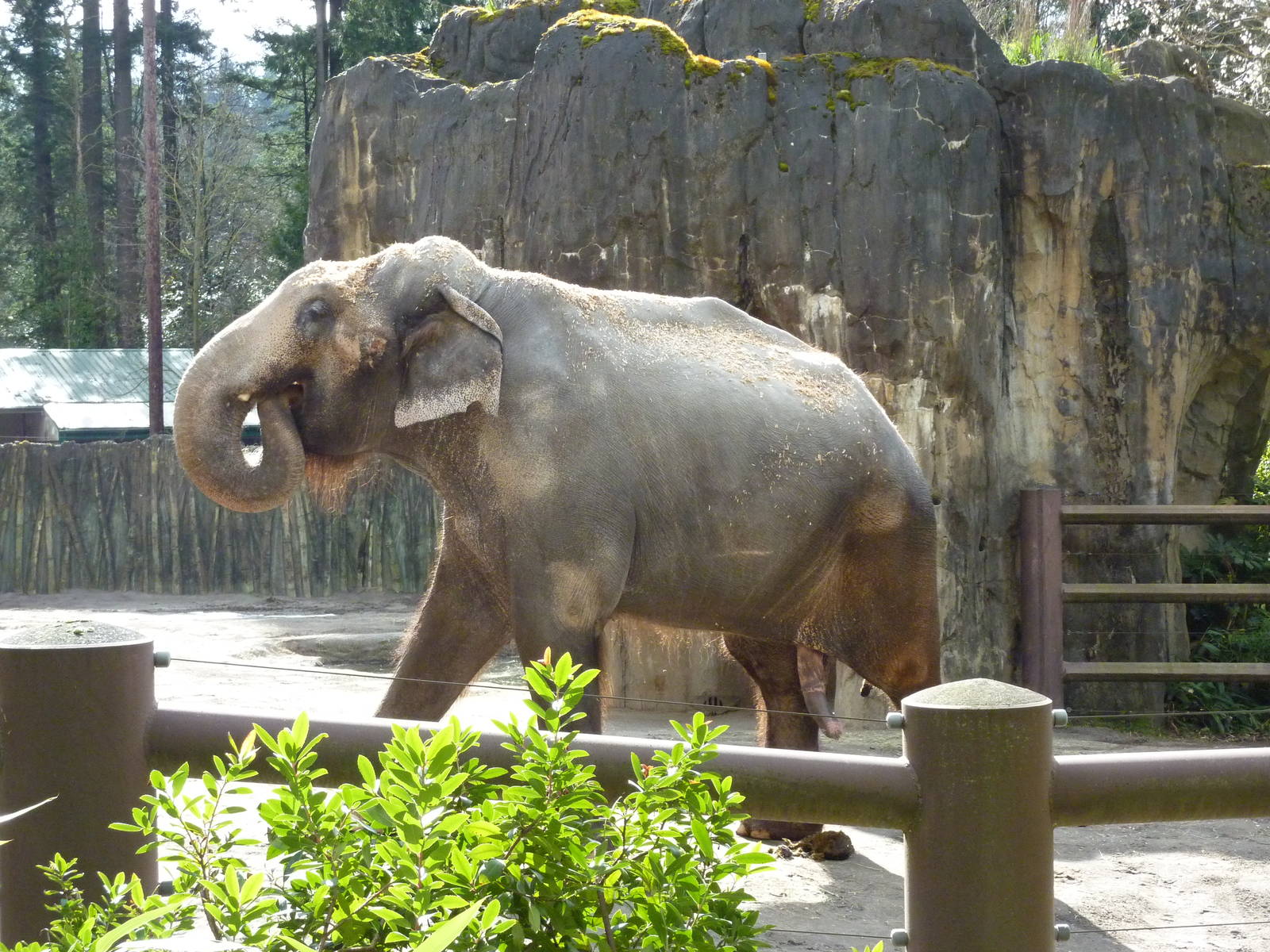Asian Elephant