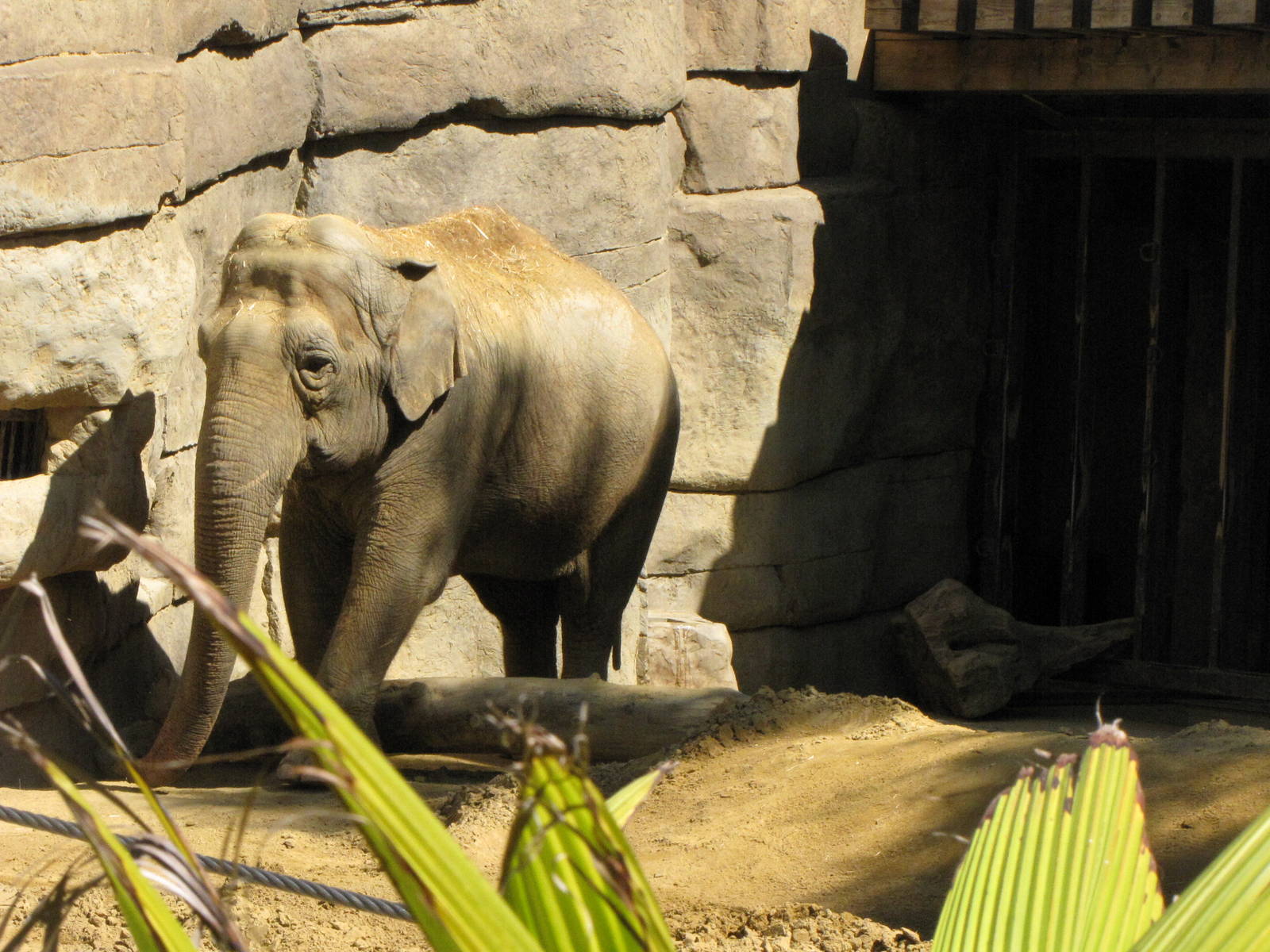 Asian Elephant