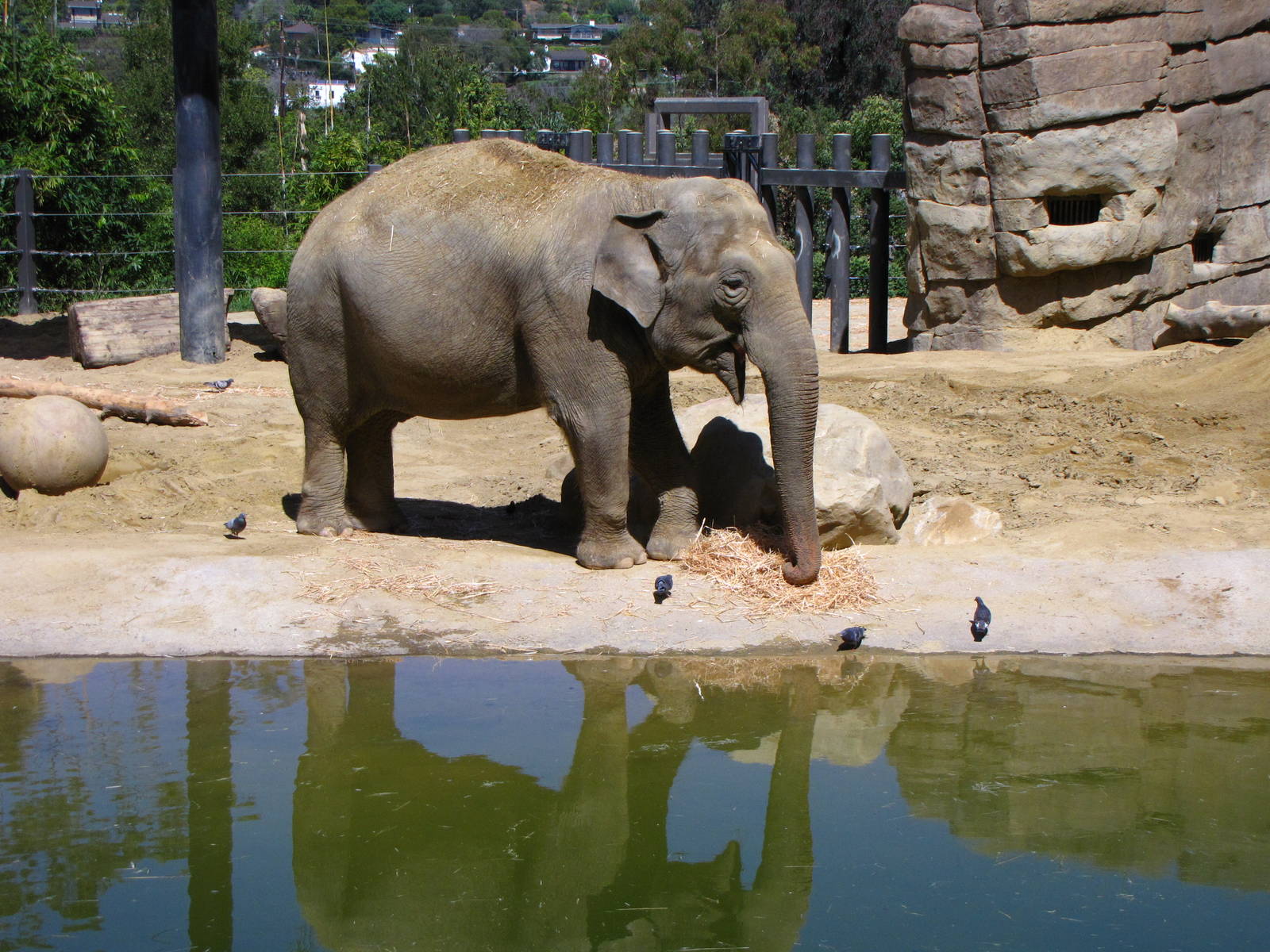 Asian Elephant
