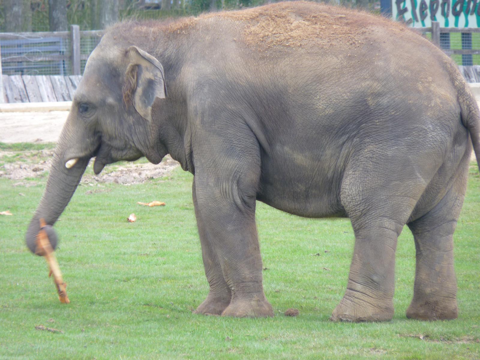 Asian Elephant