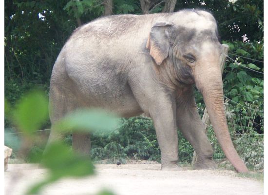 Asian Elephant