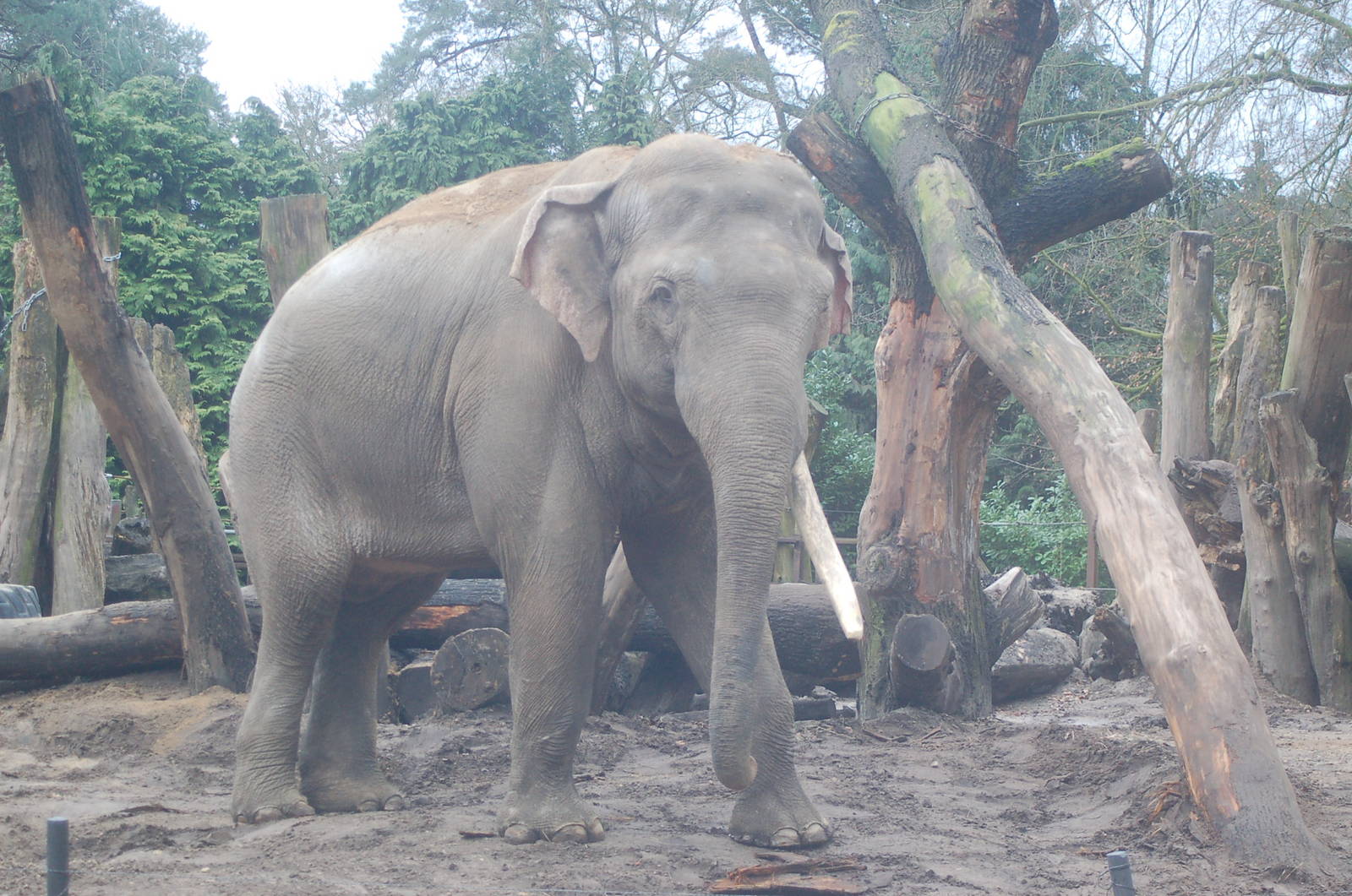 Asian elephantbull Alexander