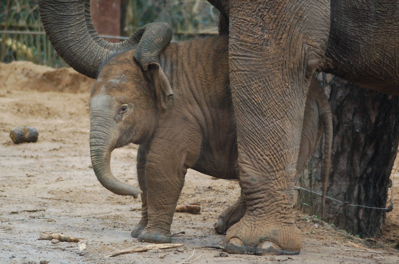 Asian elephantcalf Kina