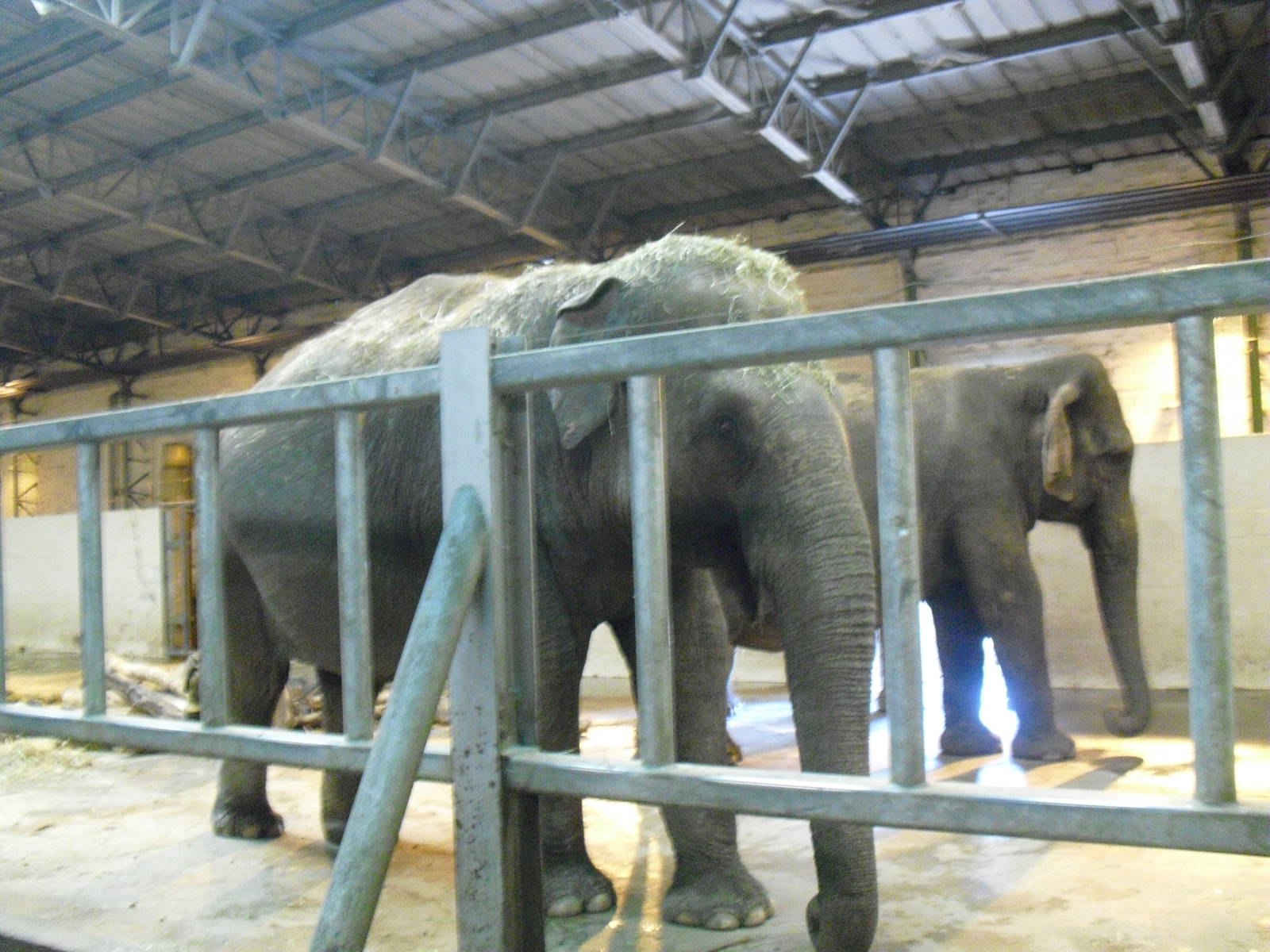 Asian Elephants - 01/10/2011