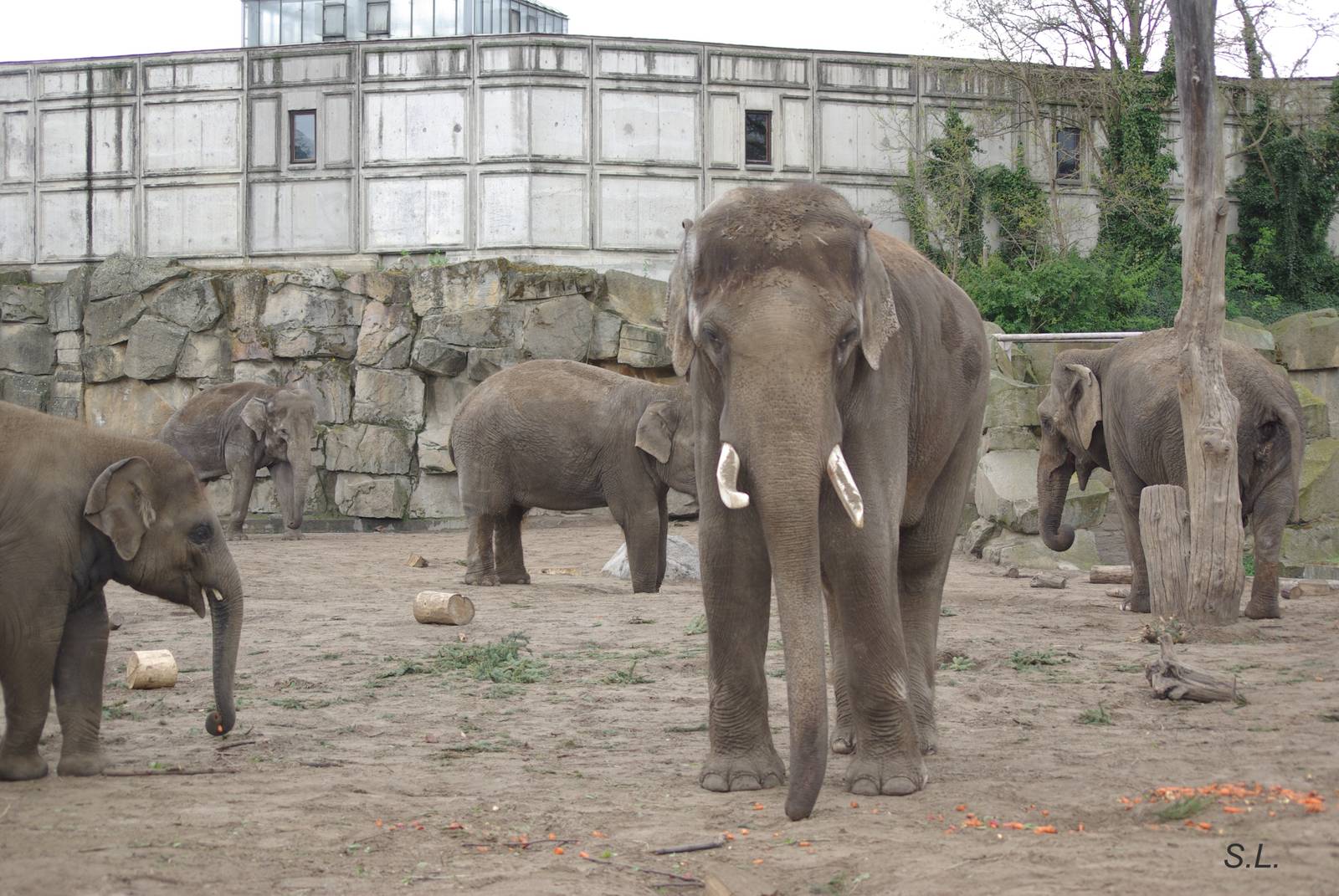 asian elephants - 02.05.2008