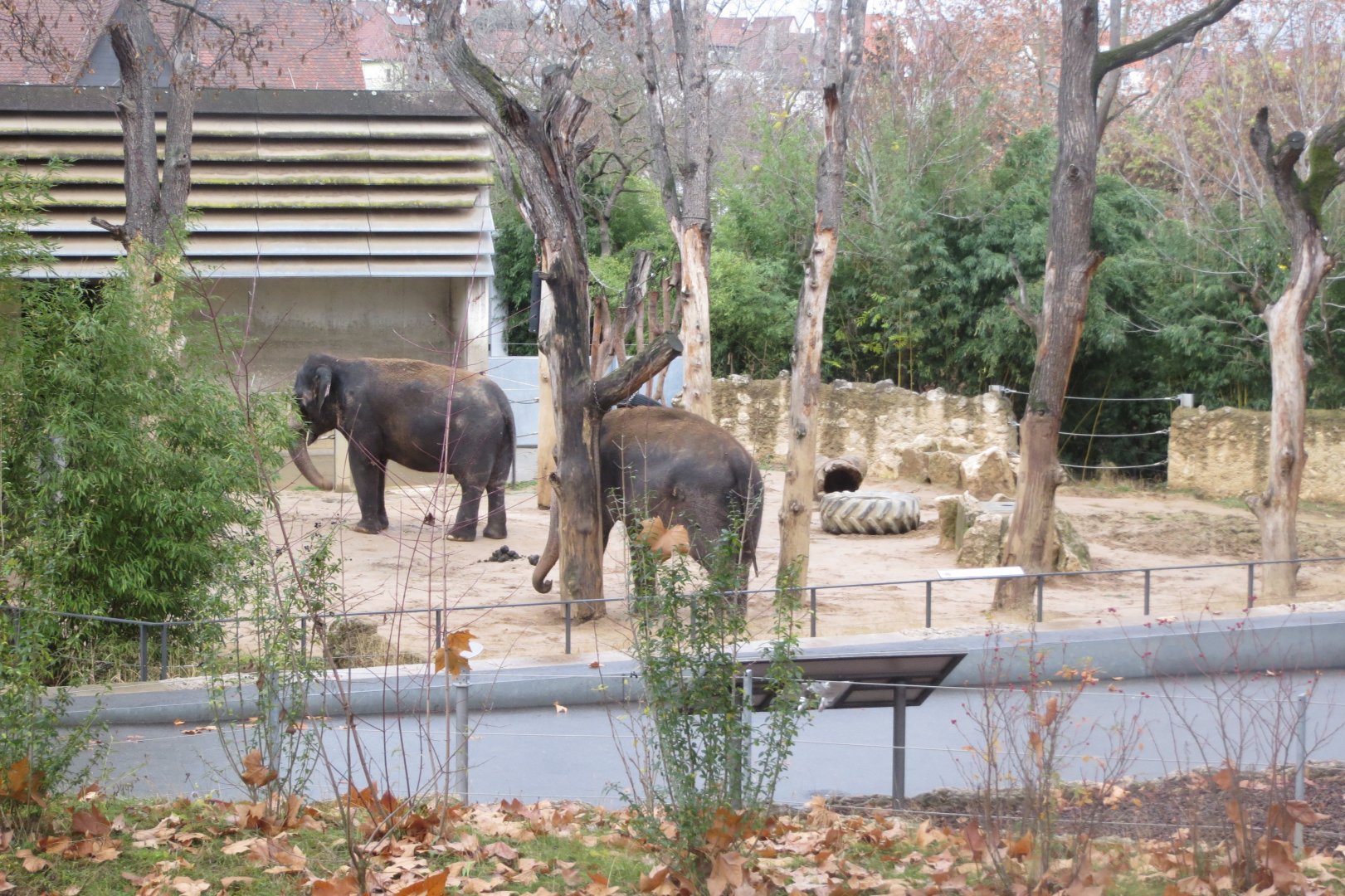 Asian elephants 031218