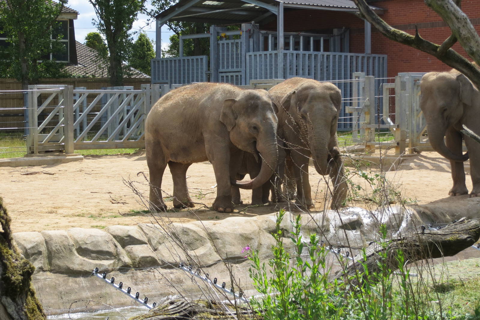 Asian Elephants 110715