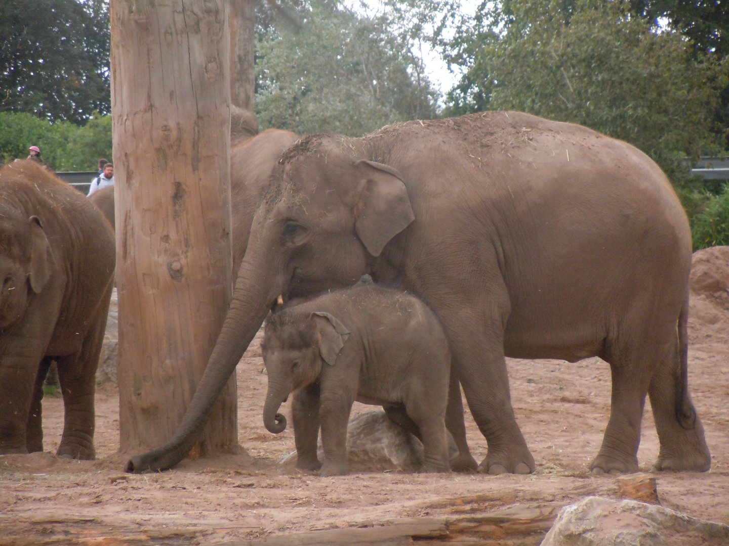 Asian elephants 110920
