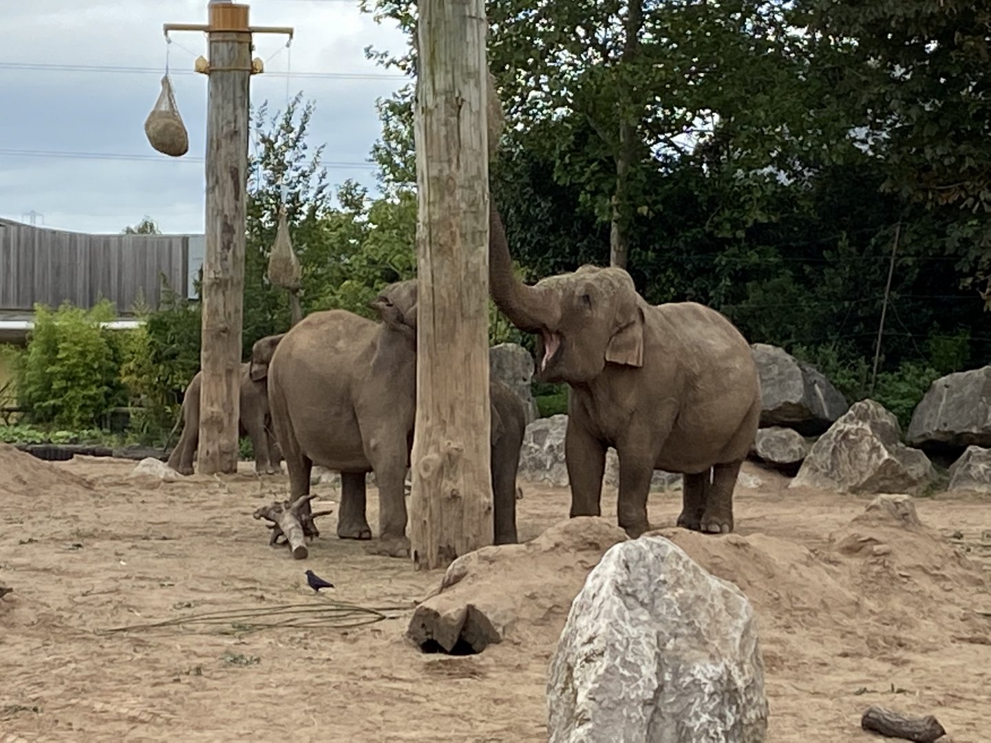 Asian elephants 110920
