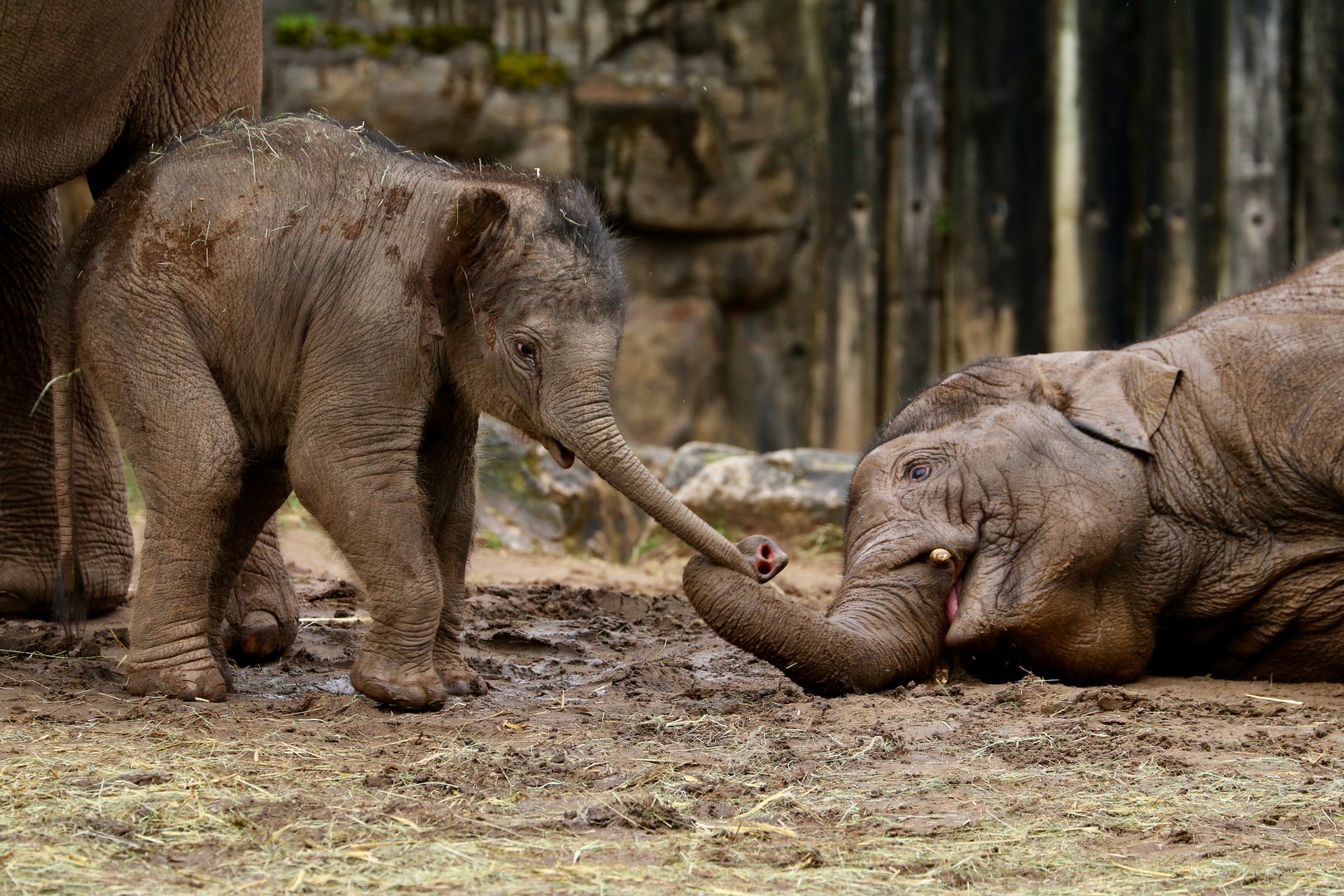 Asian Elephants, 15 March 2020