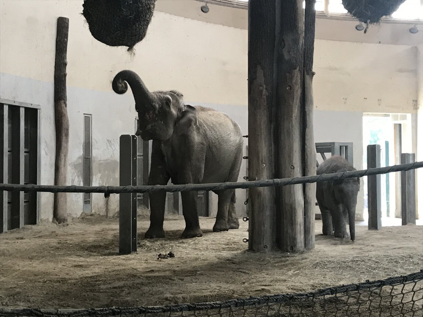 Asian elephants 171018