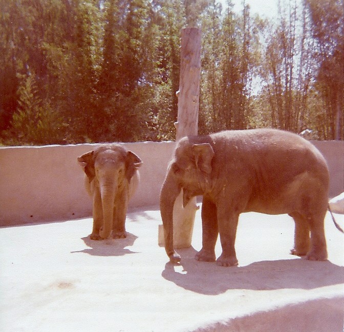 Asian Elephants - 1977/78