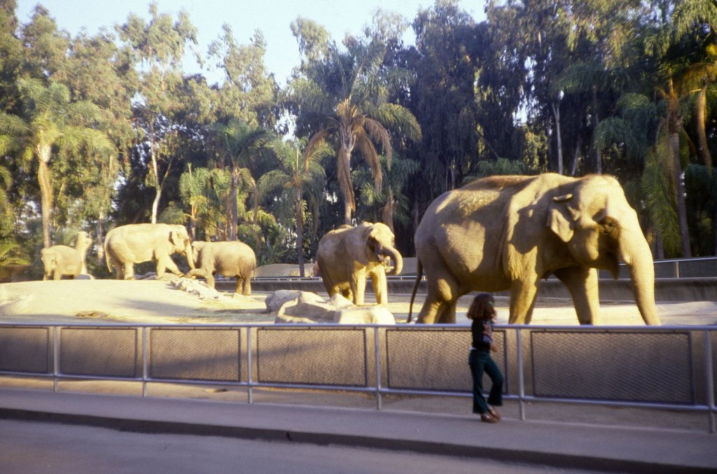 Asian Elephants - 1981