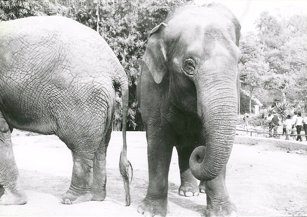 Asian Elephants - 1982