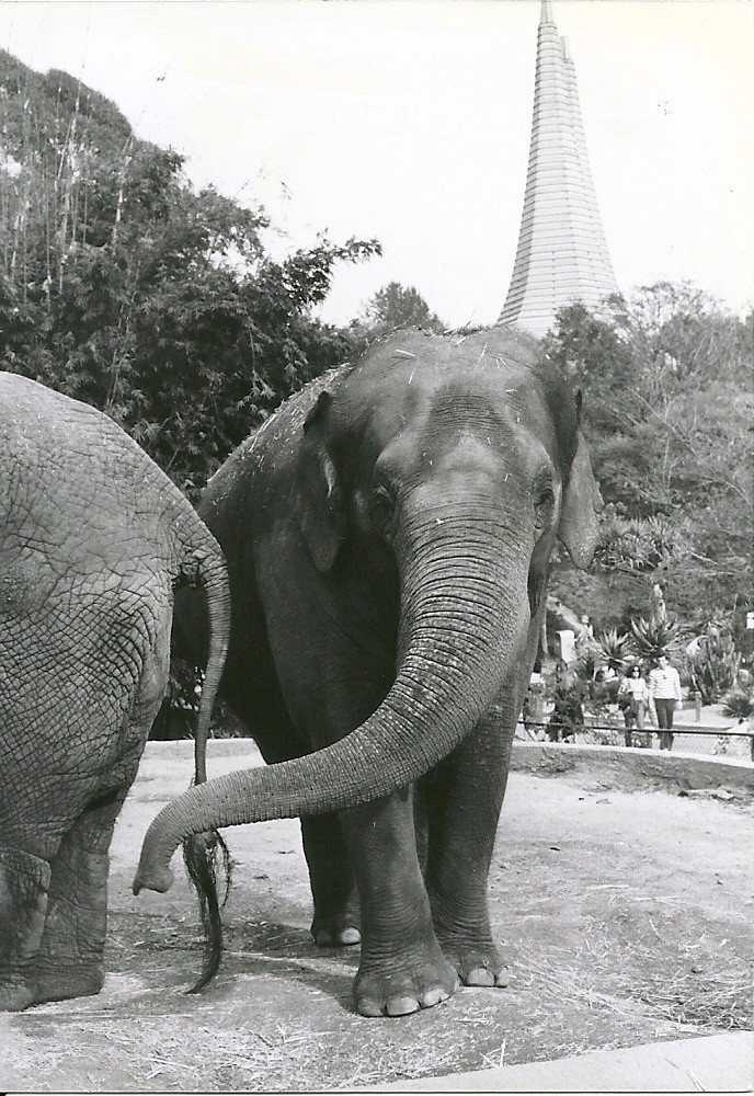 Asian Elephants - 1982