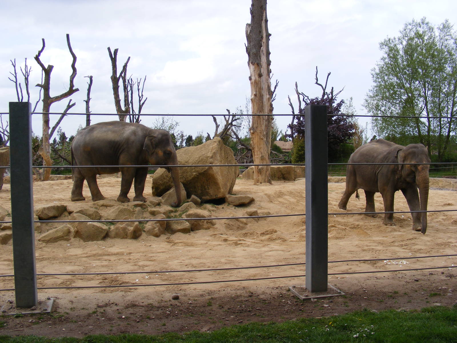 Asian Elephants 2 May 2009