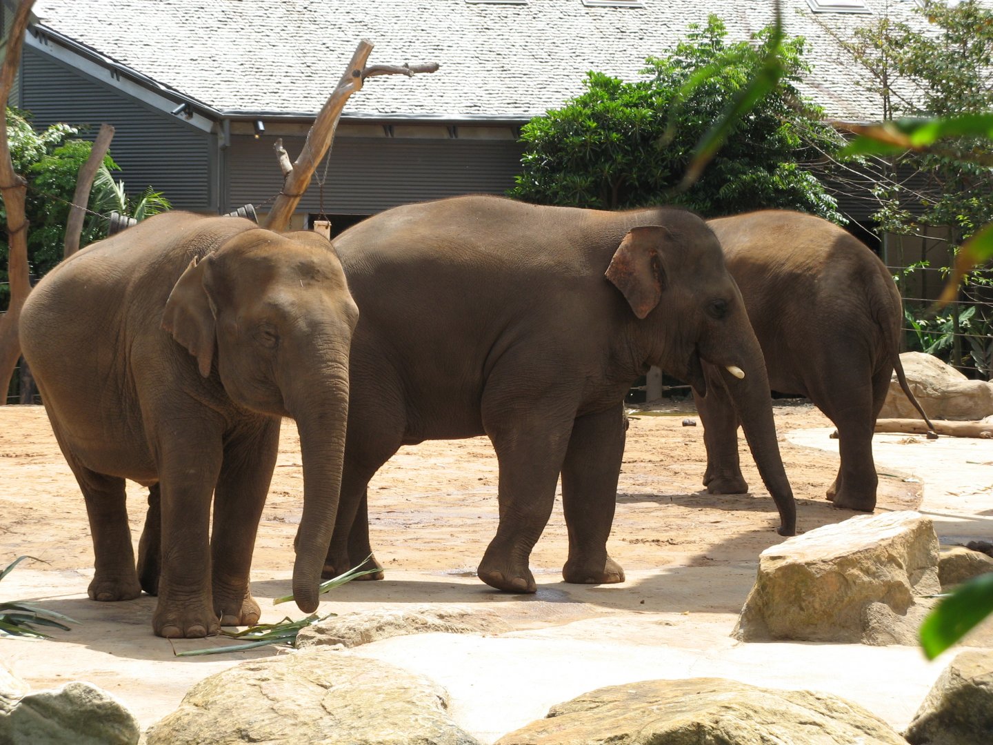 Asian Elephants (2008)