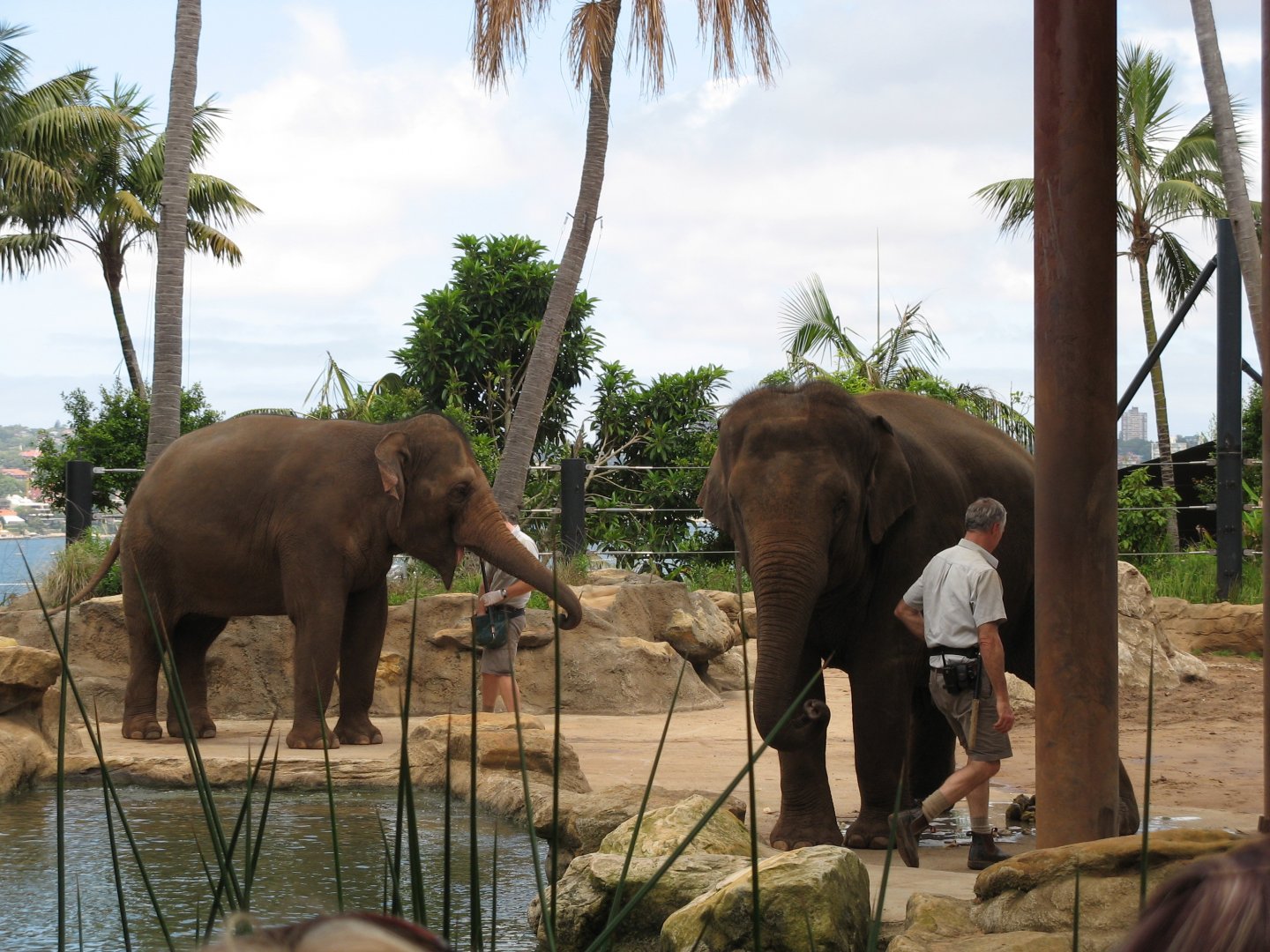Asian Elephants (2008)