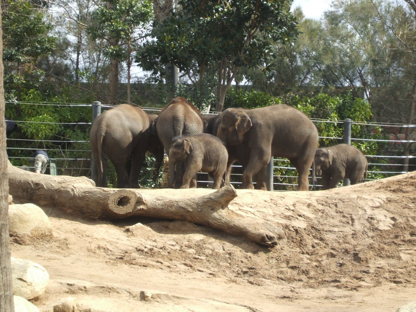 Asian Elephants, 2011