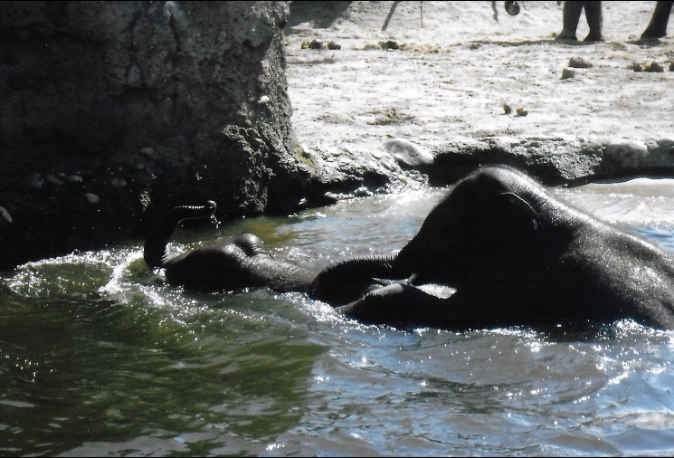 Asian elephants 2017