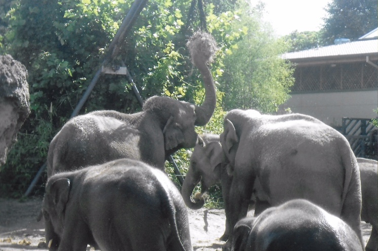 Asian elephants 2017