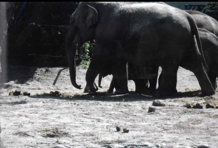 Asian elephants 2017