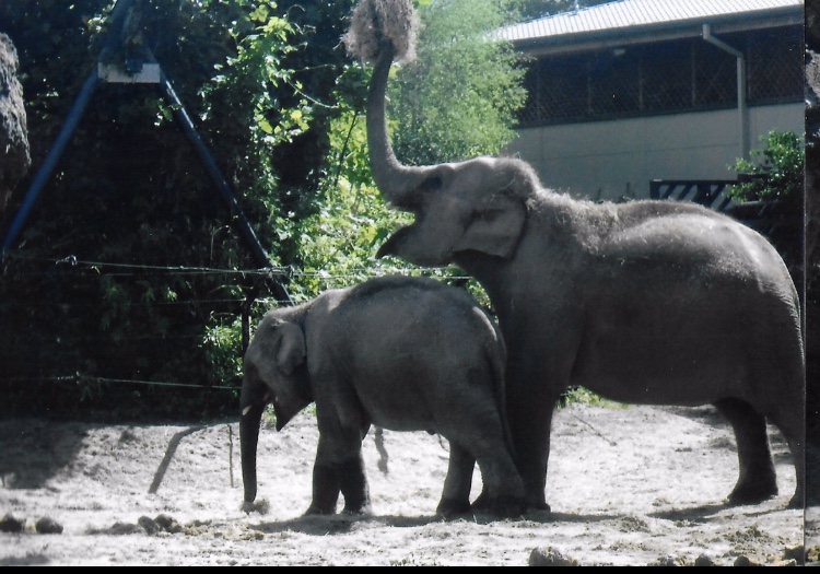 Asian elephants 2017