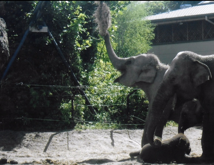 Asian elephants 2017